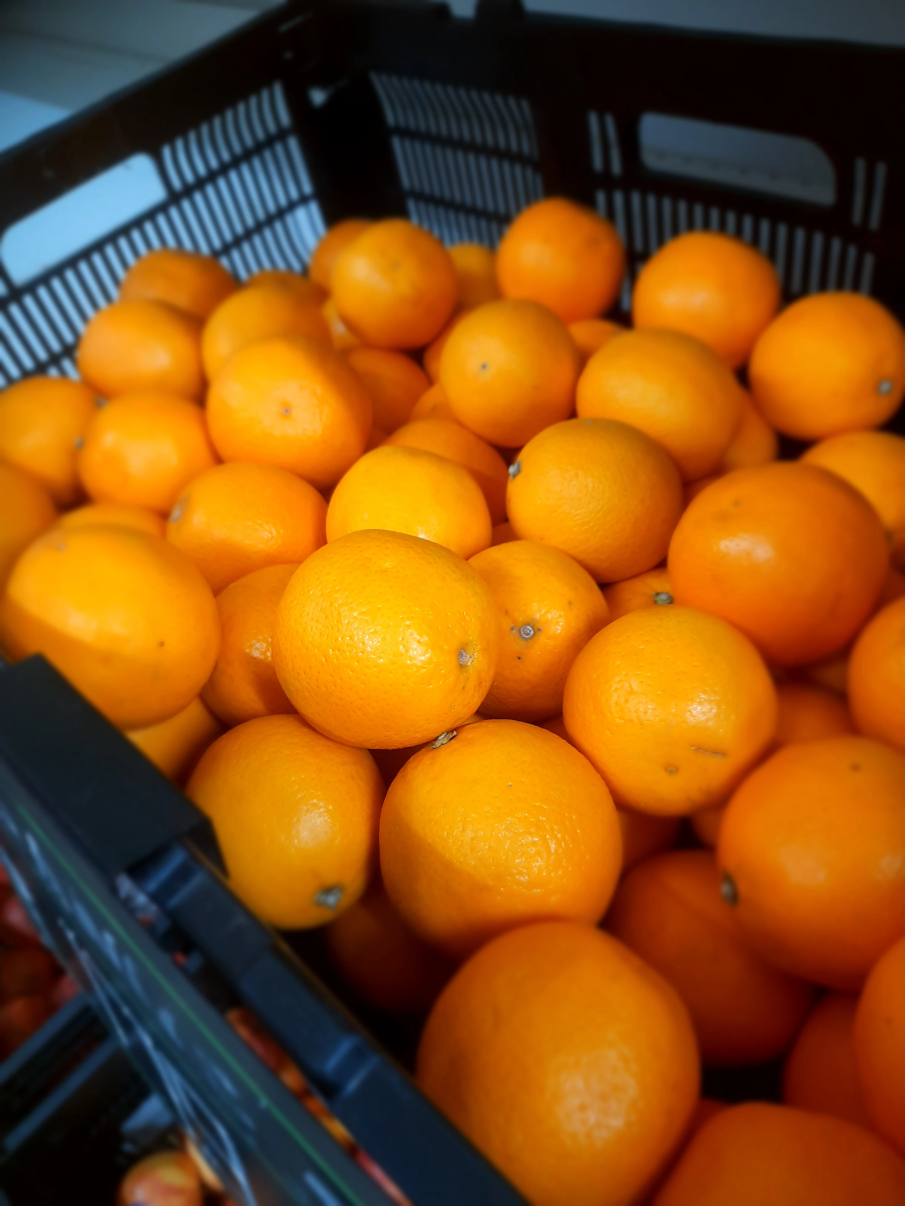 When life gives you oranges 🍊