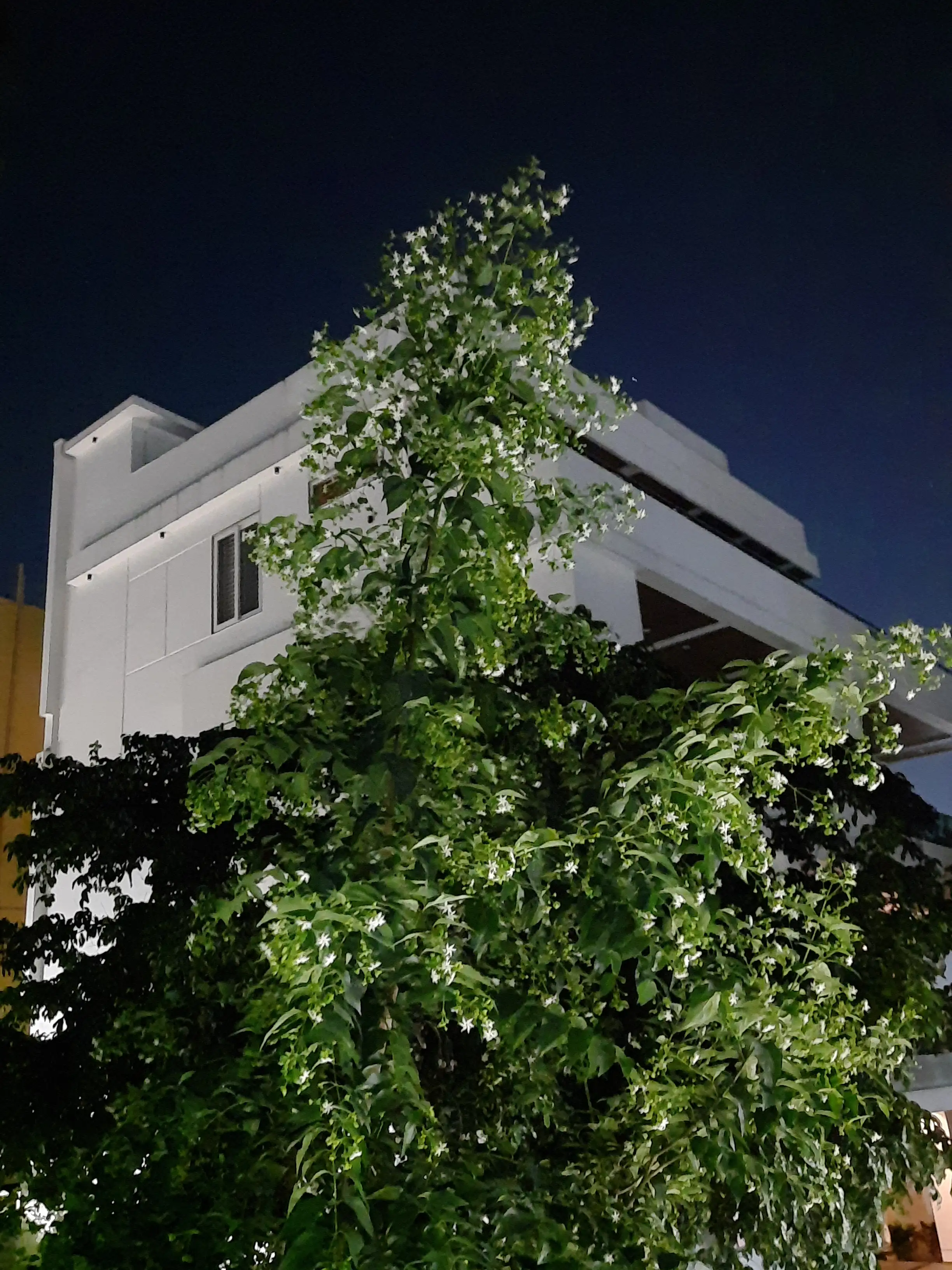 _Cestrum nocturnum_
