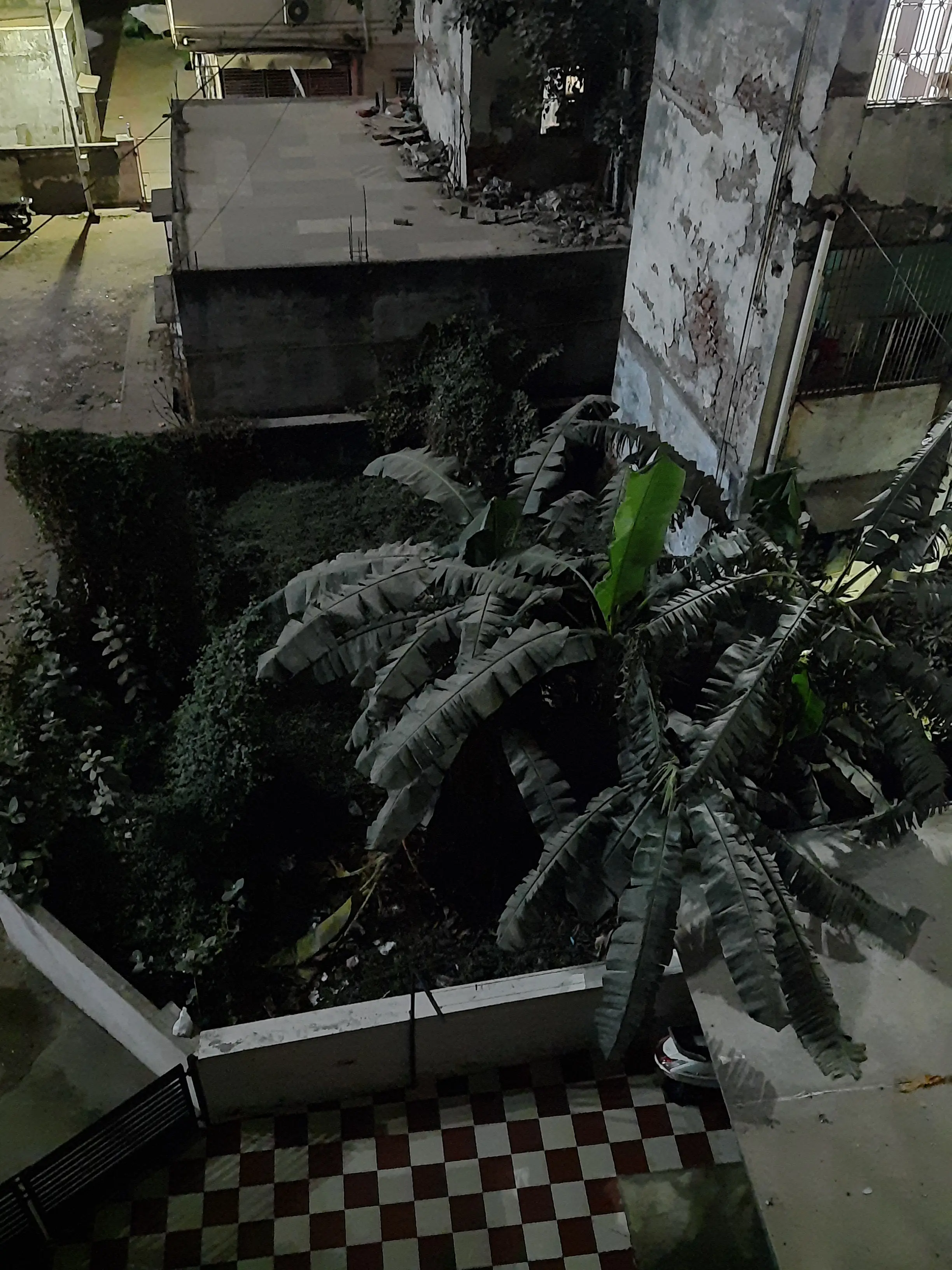 Tree in the dark