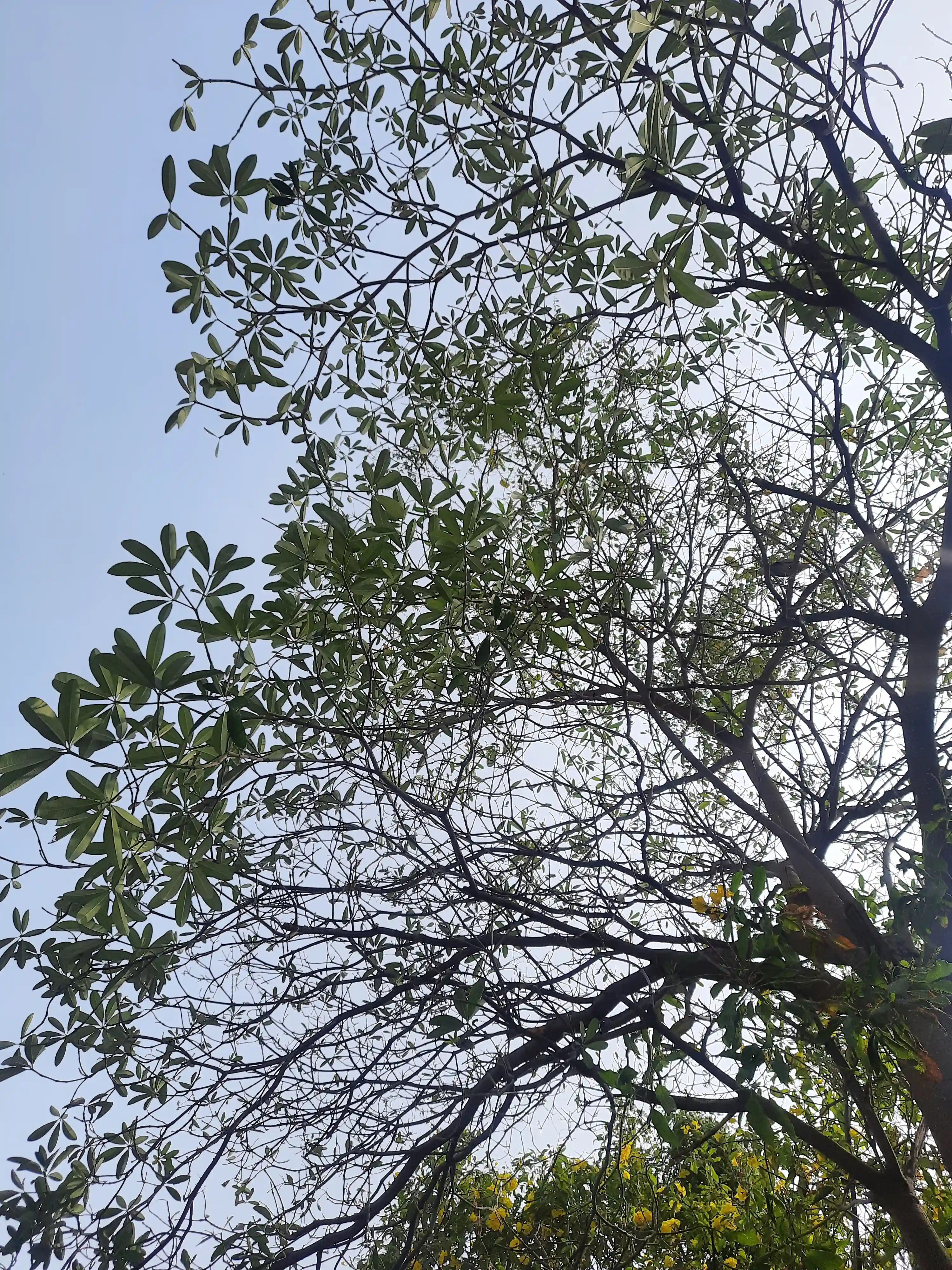 Sky, tree, leaves 🍃