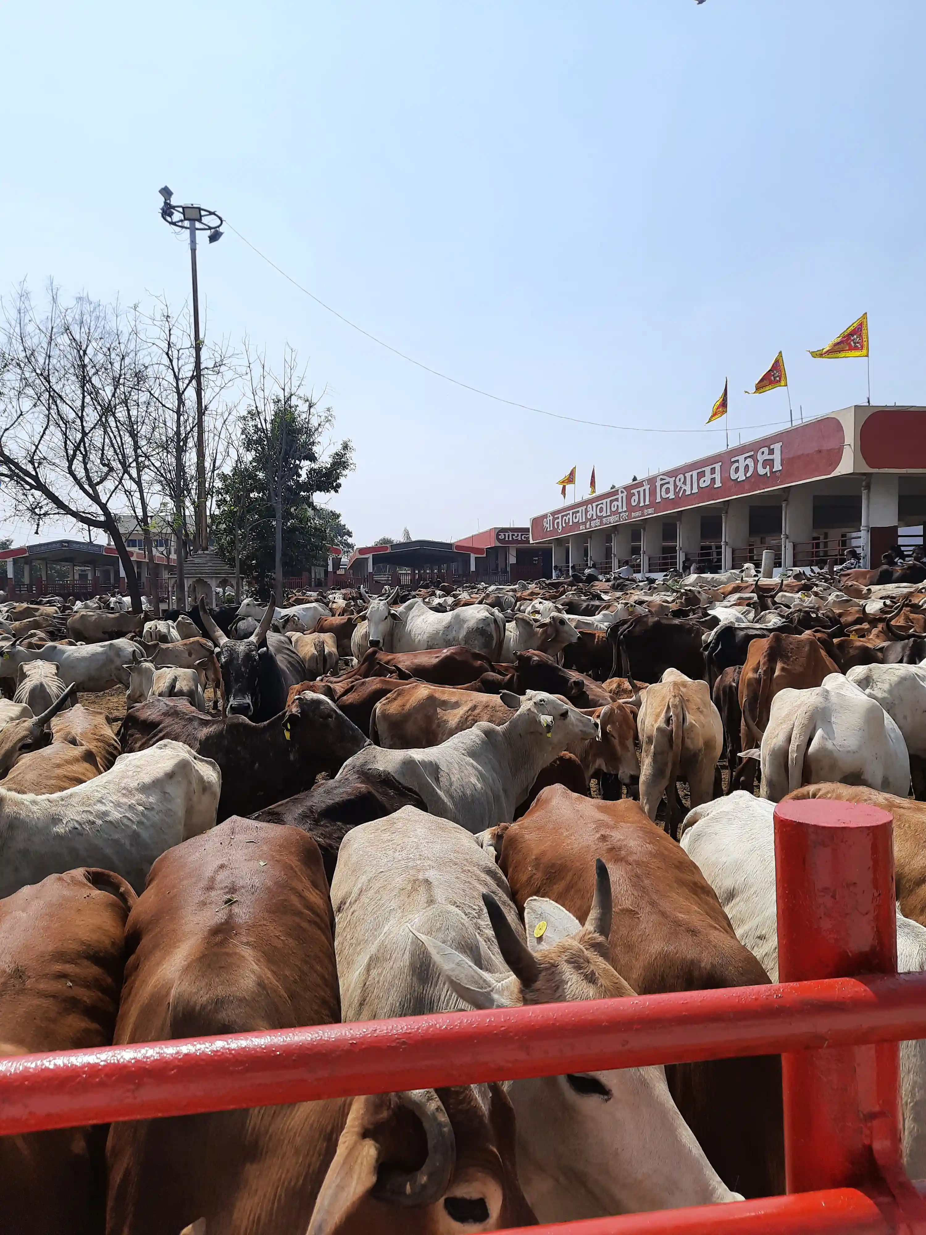 Cows chilling.