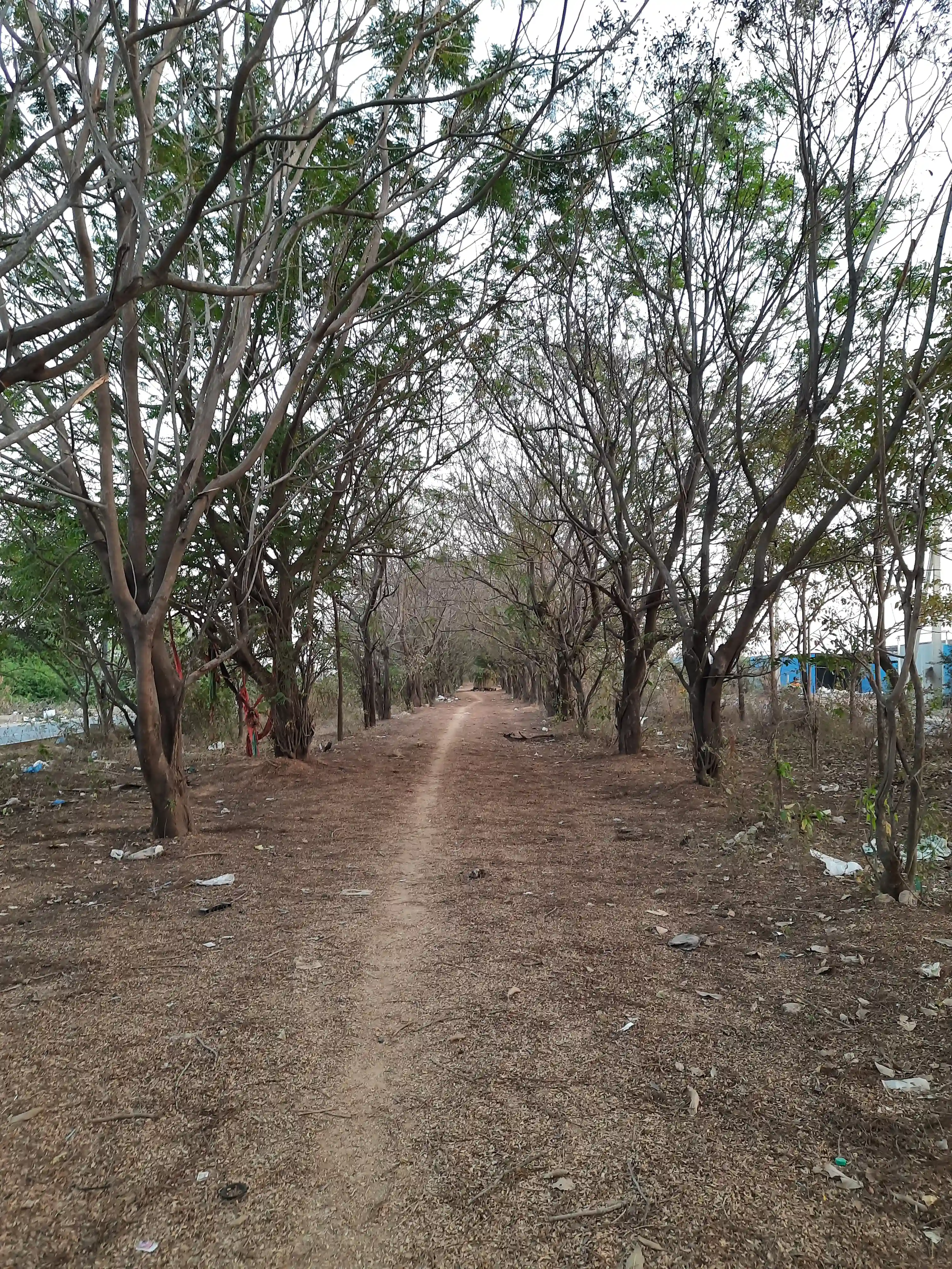 A path, trees, and trash